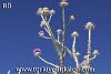 Fethiye-Muğla