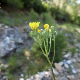 Göktepe-Muğla