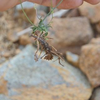 ssp piloselloides-Sandras dağı-Köyceğiz