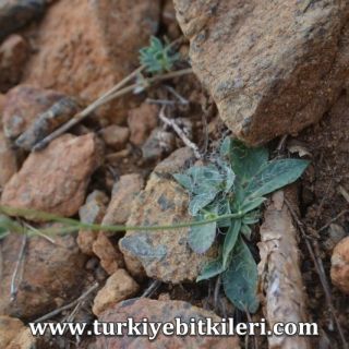 ssp piloselloides-Sandras dağı-Köyceğiz