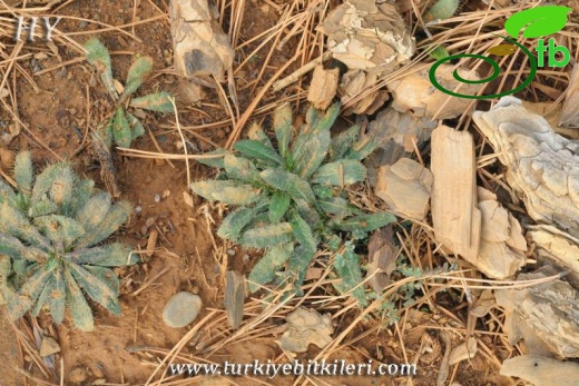 Sandras dağı-Köyceğiz