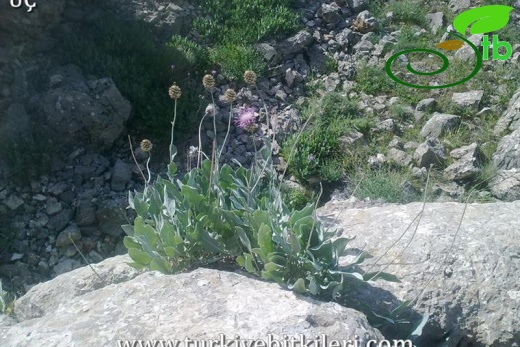 Elazığ