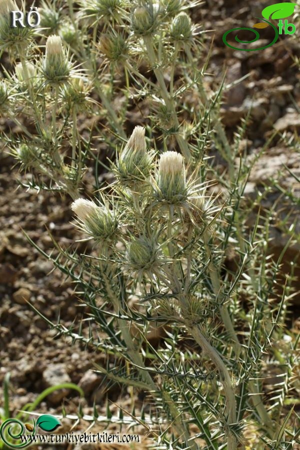 subsp.eburneus-Fethiye-Muğla
