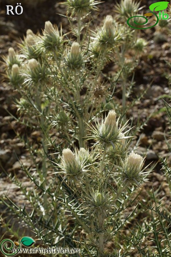 subsp.eburneus-Fethiye-Muğla
