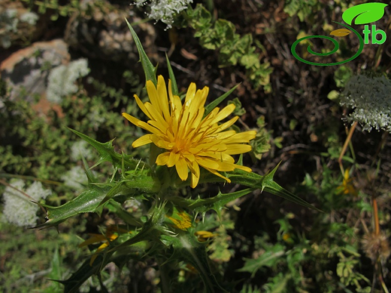 Datça