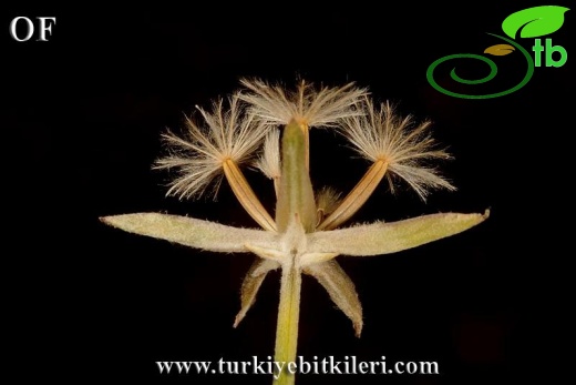 İsrail