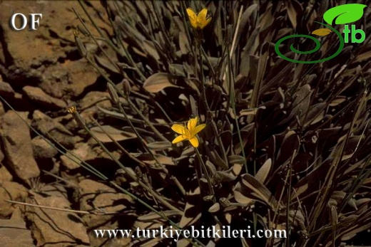 İsrail