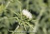 subsp. anatolicum-Hatay