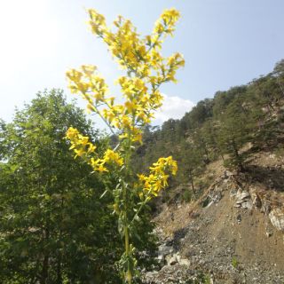 ssp virgaurea-Fethiye