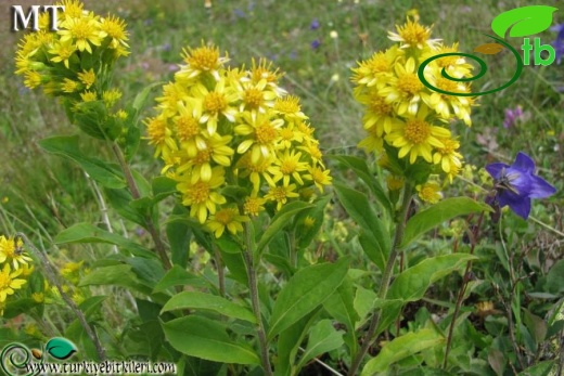 ssp alpestris-Doğu Karadeniz