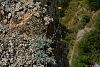Subsp canum -Artvin
