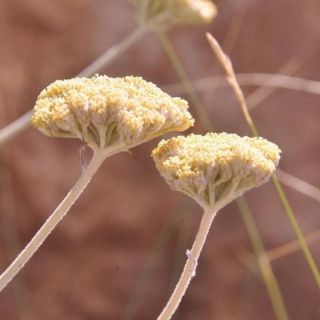 subsp. flabellifolium-Hadim-Konya