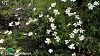 Kütahya