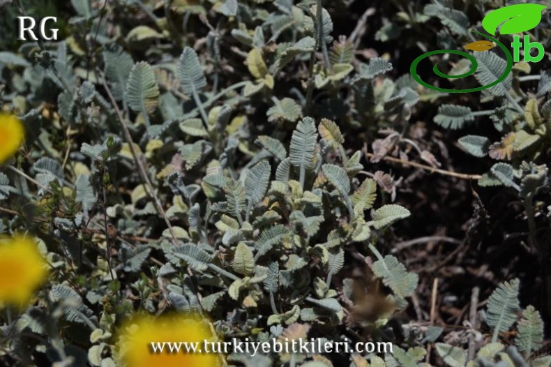 ssp sivasicum-Böğrüdelik-Sivas