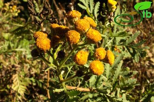 Niksar