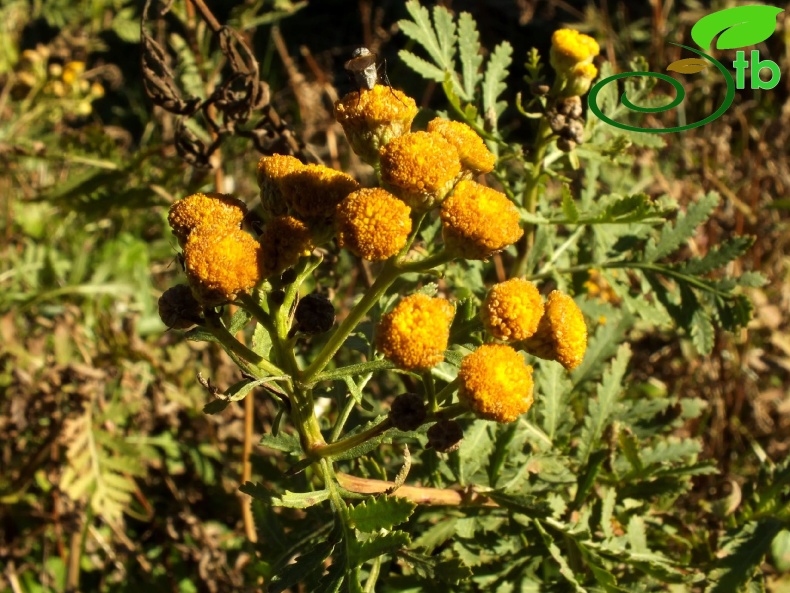 Niksar