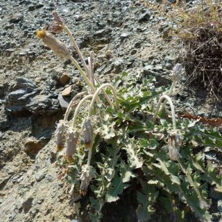 Girdev yaylası-Muğla