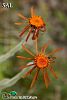 subsp. karsianus