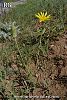 var. latifolius-Yıldız dağları-Sivas