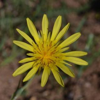 var. latifolius-Yıldız dağları-Sivas