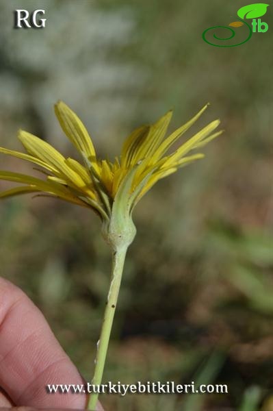 var. latifolius-Yıldız dağları-Sivas