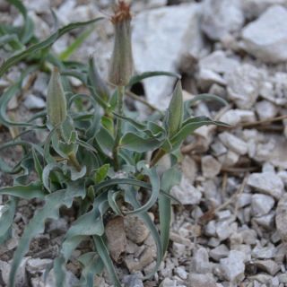 Boncuk dağları-Burdur