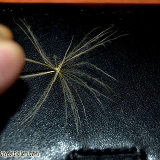 ssp longirostris-Datça-Muğla