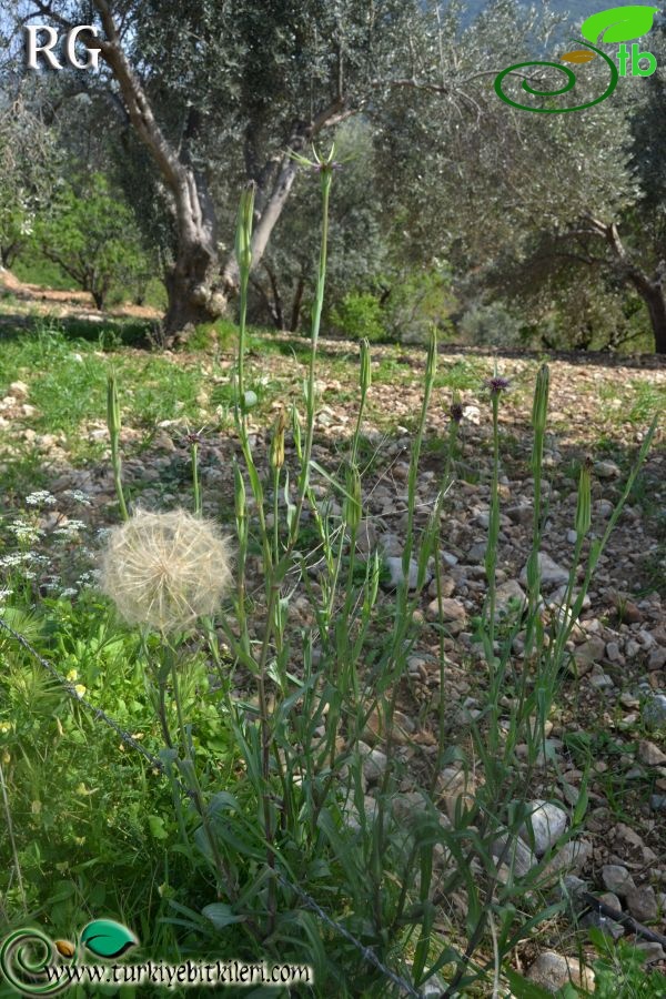 ssp longirostris-Datça-Muğla