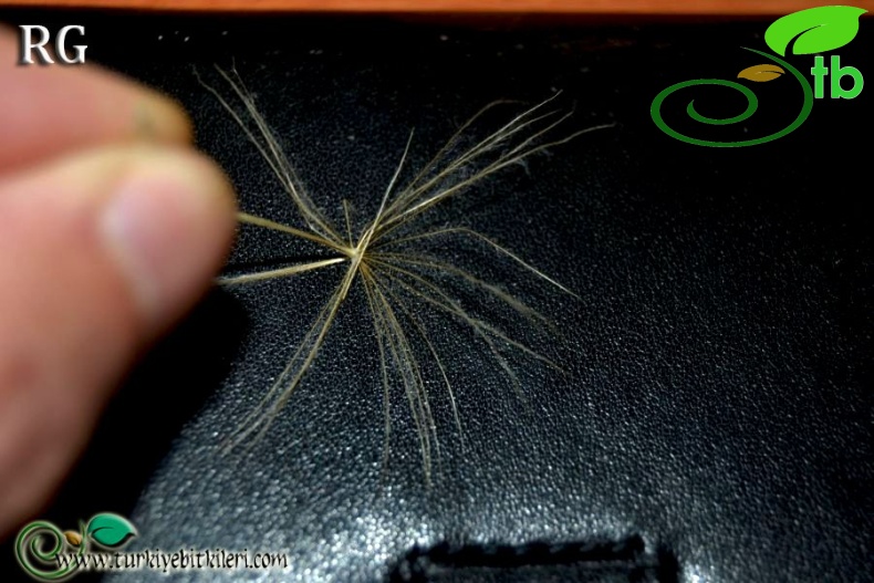 ssp longirostris-Datça-Muğla