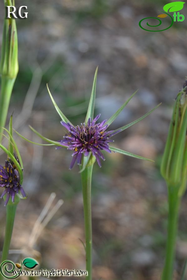 ssp longirostris-Datça-Muğla