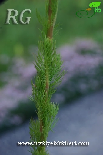 Yeniçaga-Bolu