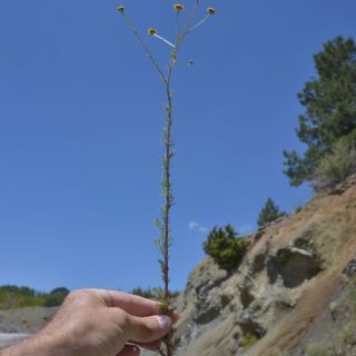 Karabel geçidi-Muğla