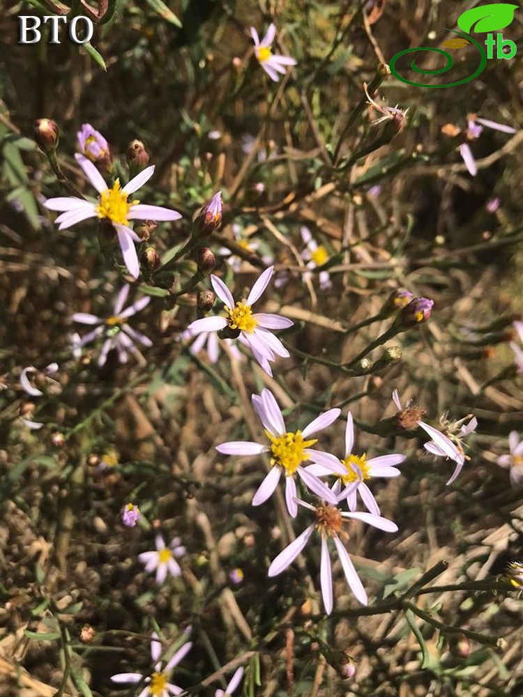 Gökova-Muğla