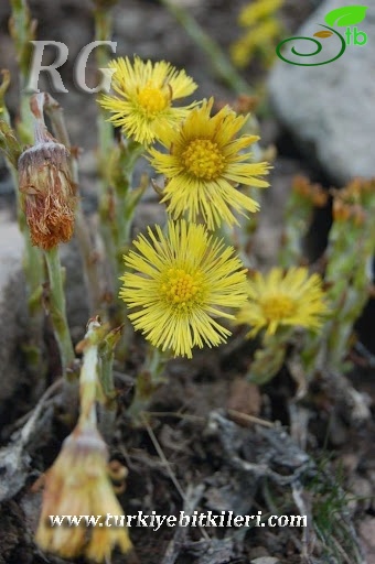 Posof-ardahan