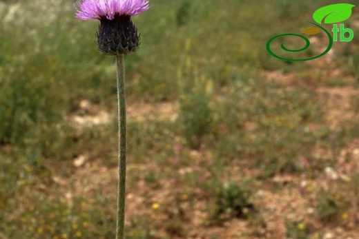 Denizli