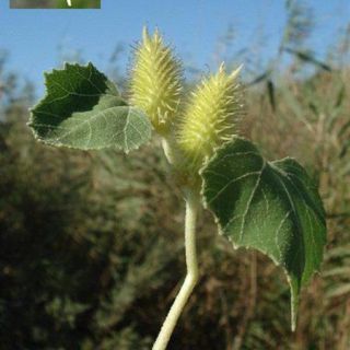 subsp. italicum-İtalya
