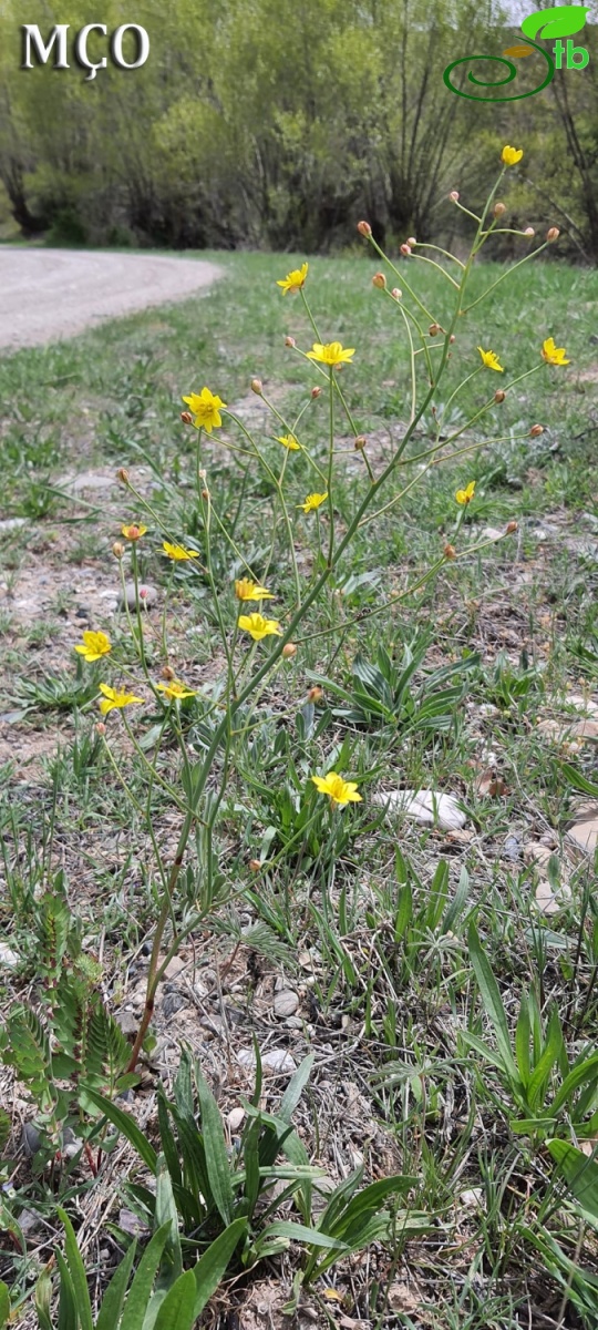 Erzincan