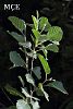 subsp. antitaurica-Osmaniye