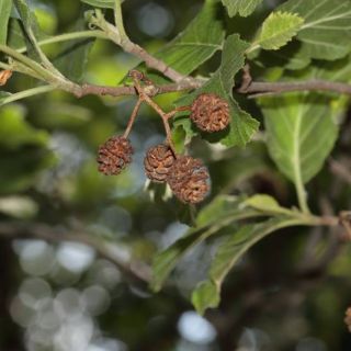 subsp. antitaurica-Osmaniye