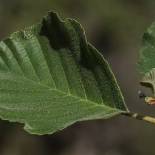 subsp. antitaurica-Osmaniye