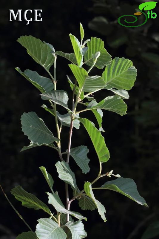 subsp. antitaurica-Osmaniye