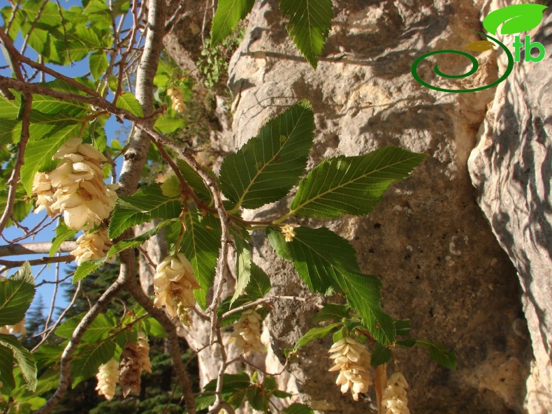 Anamur