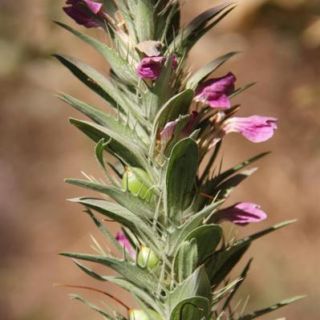 Var dioscoridis-Mardin