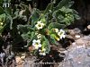 var leucantha