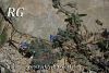 subsp. anatolica-Dirmil