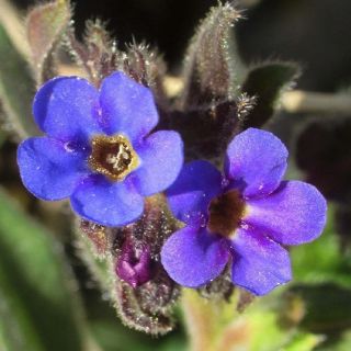 subsp. glandulosa- İzmit