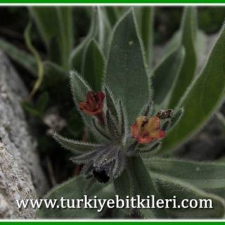 Gündoğmuş-Antalya