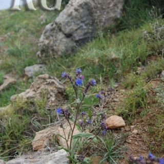 ssp paphlagonica