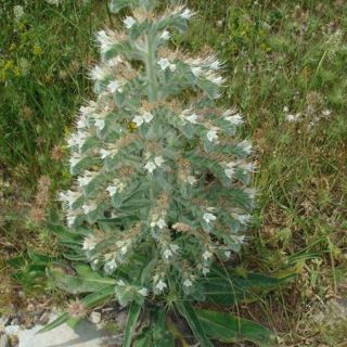 subsp. siculum-İtalya