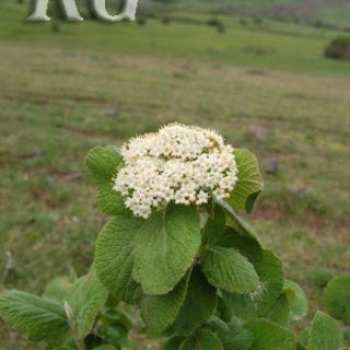 Posof-Ardahan-2